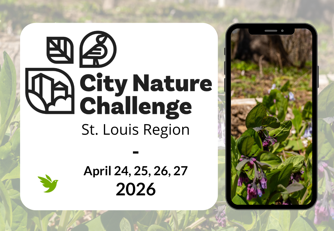 City Nature Challenge graphic